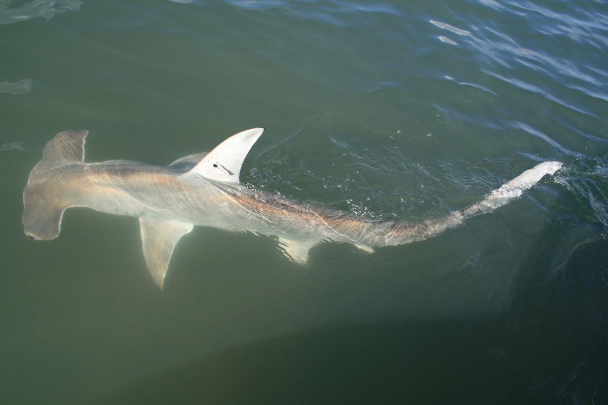 Hammerhead shark fitted with an identification tag.
