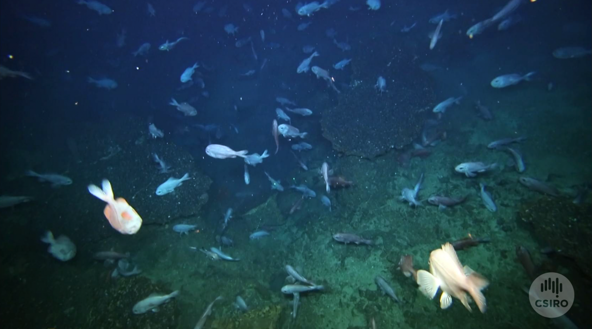 Orange roughy swim above the seafloor