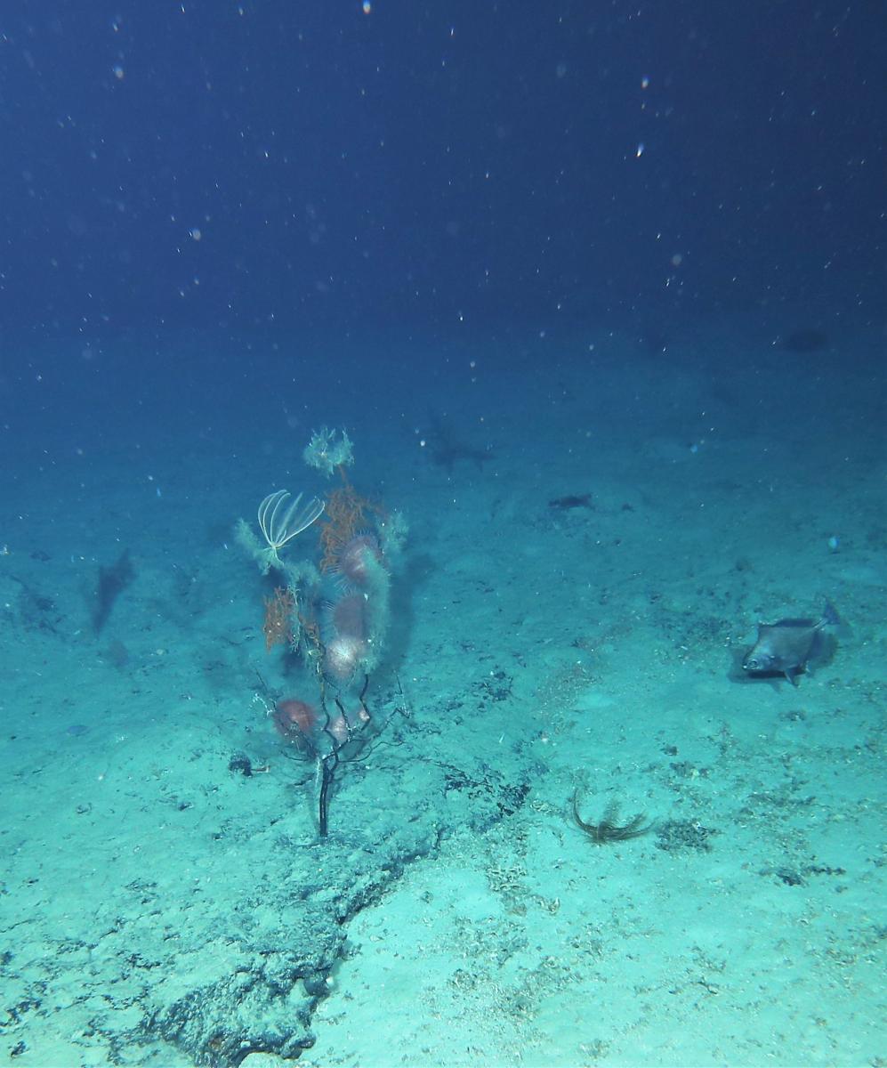 Black coral with urchins and crinoids