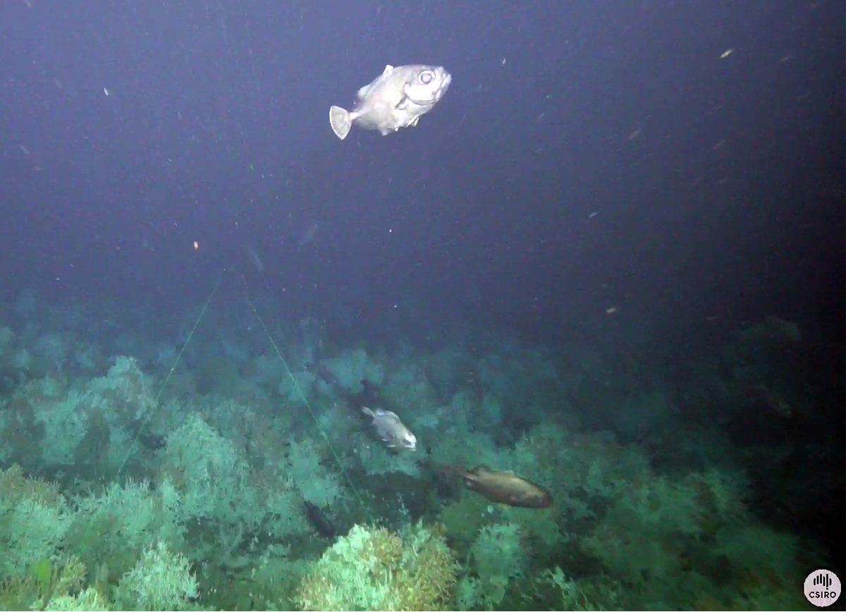 An oreo fish near the seafloor