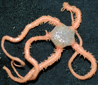 A brittle star