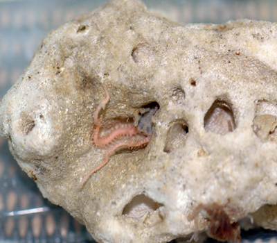 A brittle star in a sponge