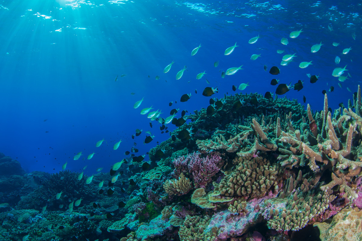 Fishes swim above a coral reef in the Coral Sea