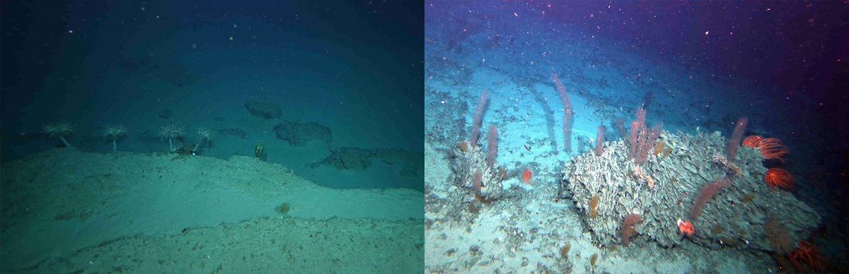 crinoids and Chrysogorgia on the seafoor