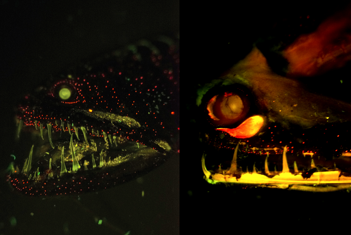 Crustaceans beware when the dragon fish shines its red light of death upon  you | MARINE BIODIVERSITY HUB