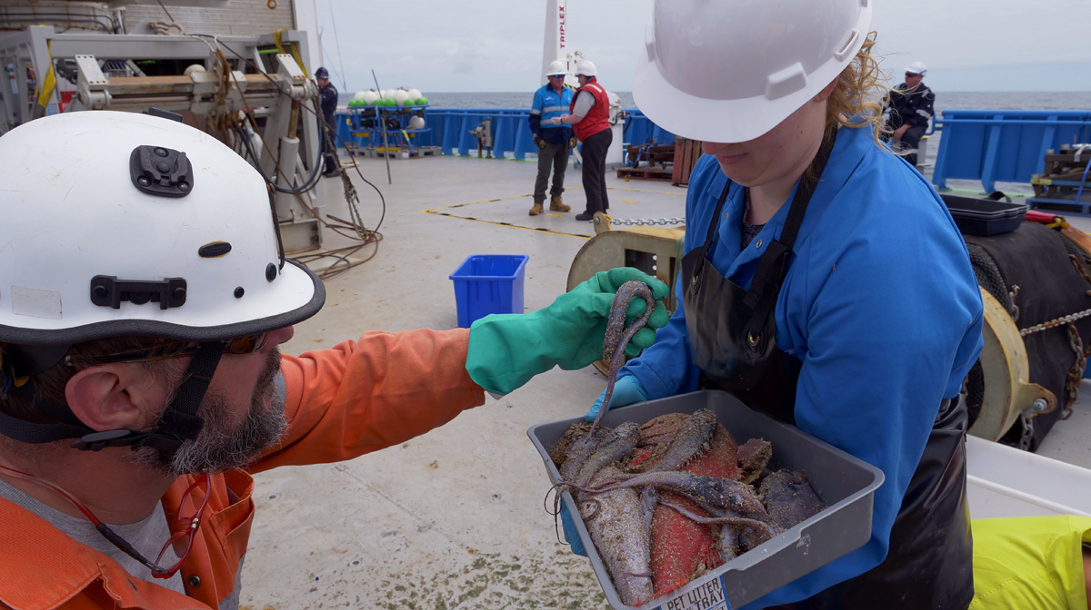 Scientists with fish in a tray