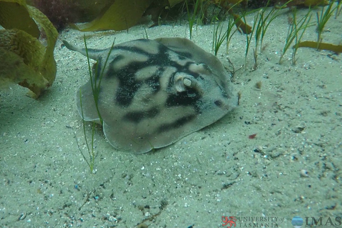 a ray on the seafloor