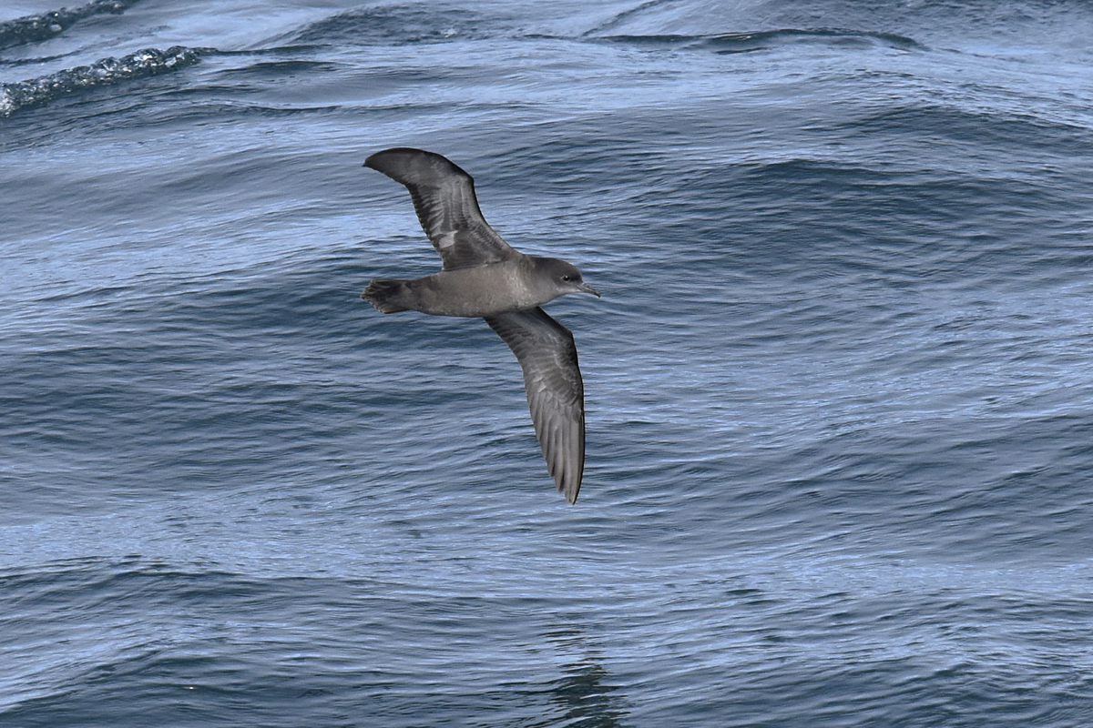 Short-tailed Shearwater