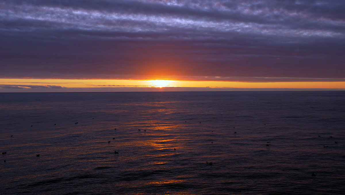 Birds on the ocean surface at sunset